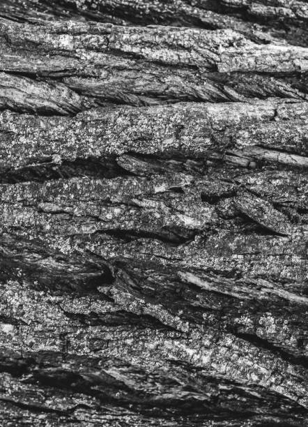 Real tree old wooden texture. Wood background with green moss and mold. Natural forest rustic photo. Vertical ecological pine bark.