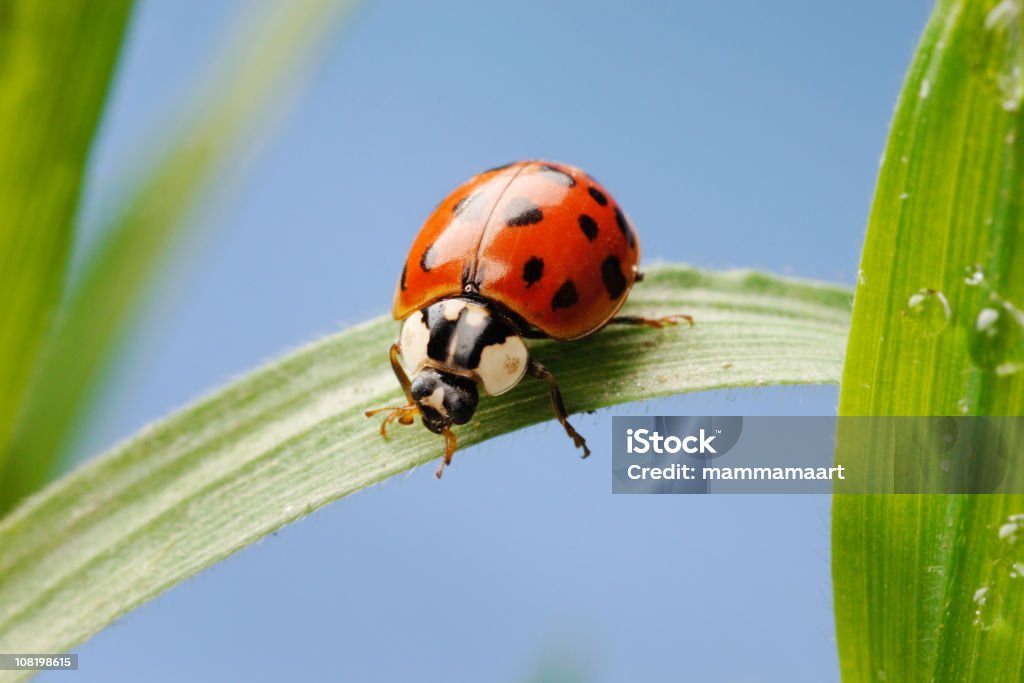 Ladybug on Green Leaf the little critter is not allover 100% sharp, please zoom to see... Animal Stock Photo