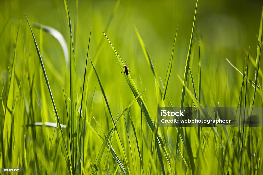 Verde grass - Foto de stock de Aire libre libre de derechos