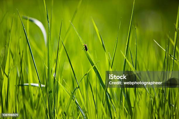 Verde Grass Foto de stock y más banco de imágenes de Aire libre - Aire libre, Animal, Belleza de la naturaleza