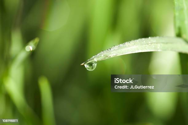 Sfondo Di Natura - Fotografie stock e altre immagini di Acerbo - Acerbo, Acqua, Agricoltura