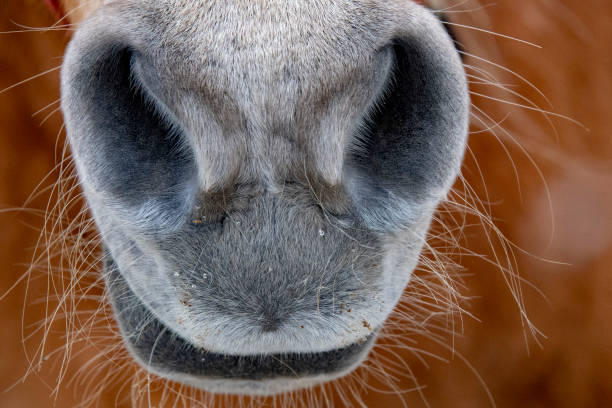 istock snow horse nose close up 1081988976