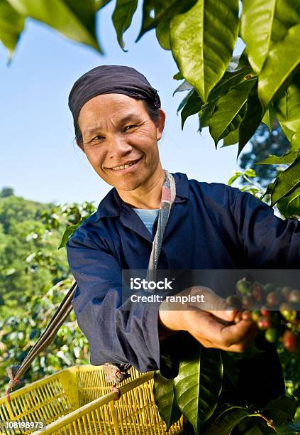 Comercio Justo Café Agricultor Foto de stock y más banco de imágenes de Agricultor - Agricultor, Café - Cultivo, Asia