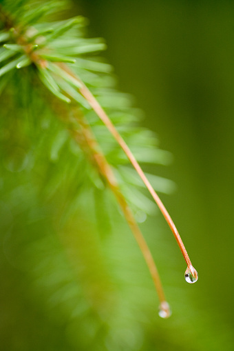 A Close up of a fir tree branch in forest with water droplets