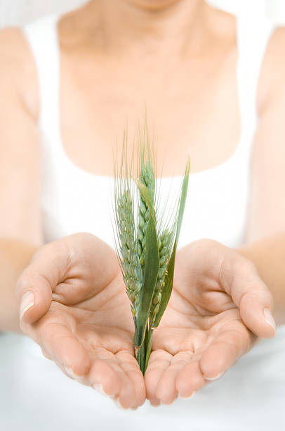 istock Woman with a cereal plant 108199016