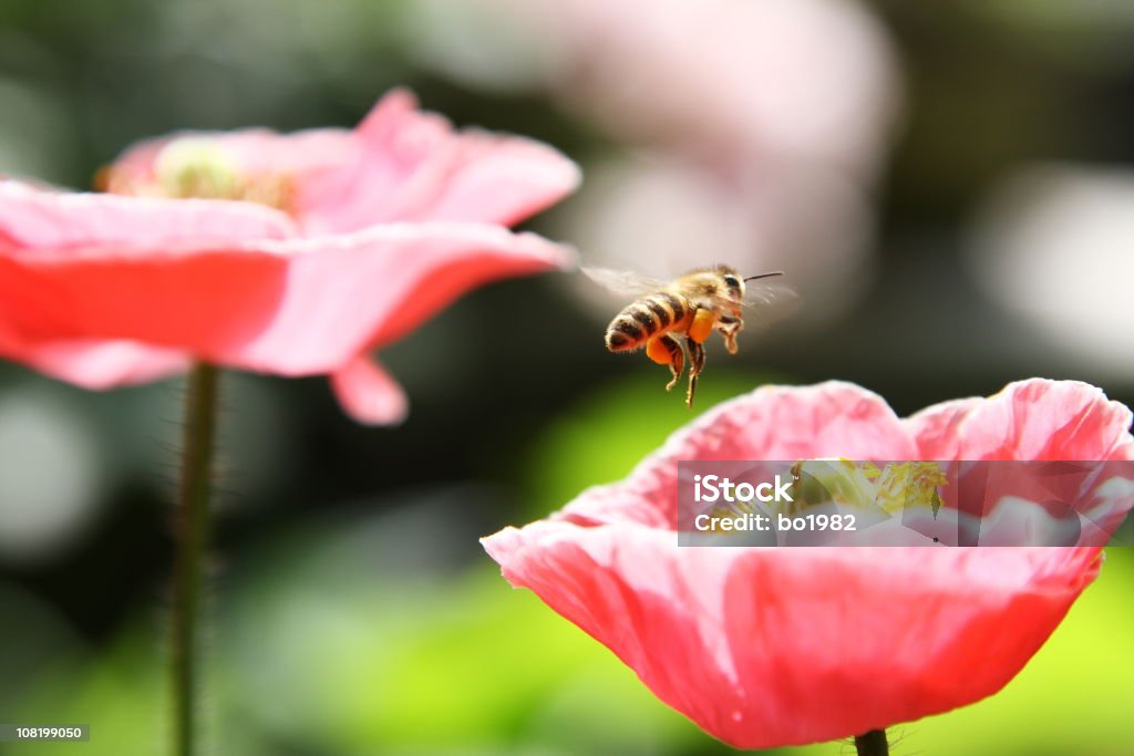Close-up of Пчела о к земле на розовый цветок - Стоковые фото Без людей роялти-фри