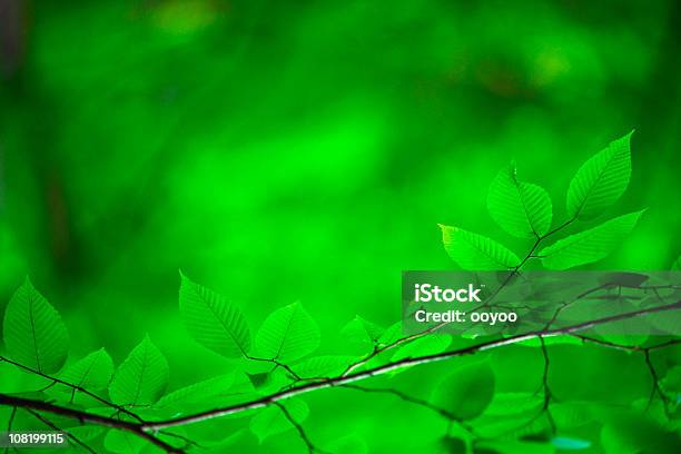 Green Hojas Foto de stock y más banco de imágenes de Aire libre - Aire libre, Bosque, Color - Tipo de imagen