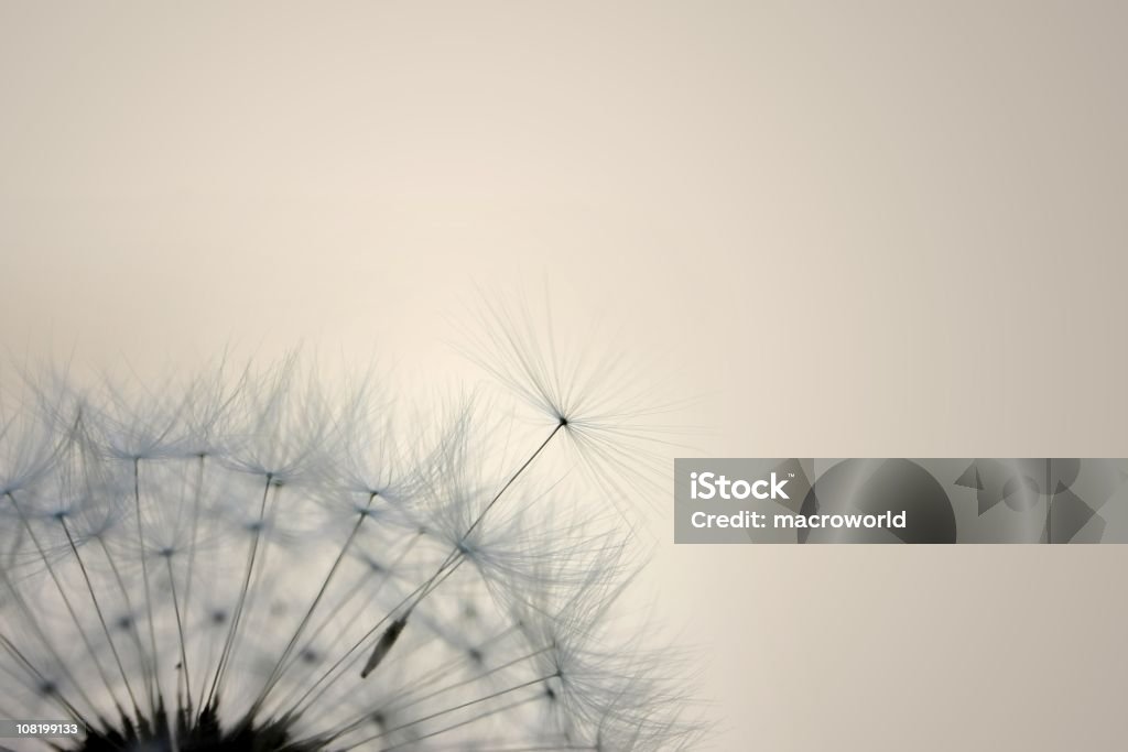 Одуванчик семян — �крупный план - Стоковые фото Одуванчик роялти-фри