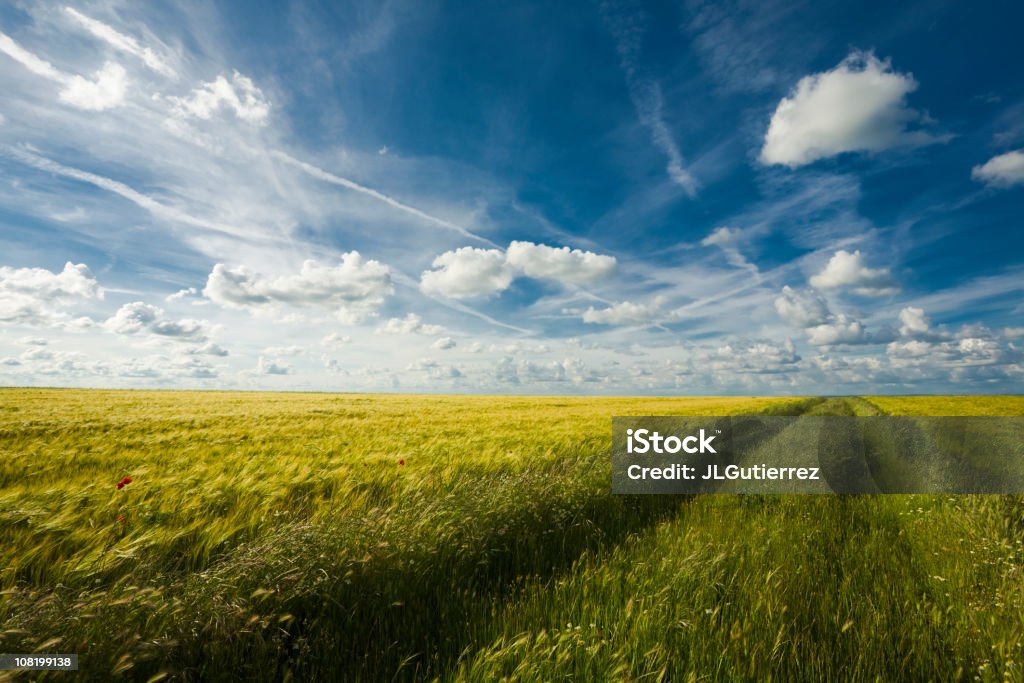 Feld gegen blauen Himmel - Lizenzfrei Blau Stock-Foto