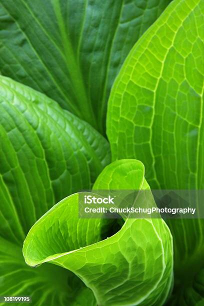 ミズバショウ Symplocarpus Foetidus 葉 - 緑色のストックフォトや画像を多数ご用意 - 緑色, 背景, 自然