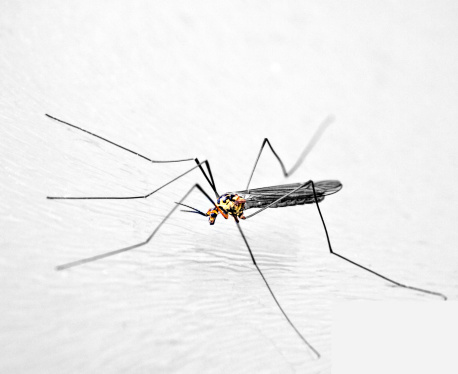 Mosquito in white background