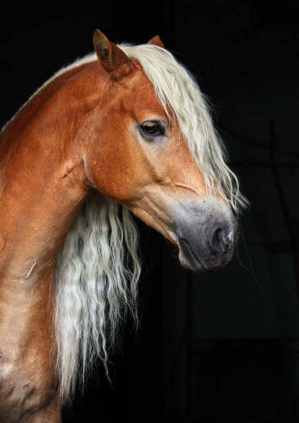 Sorrel haflinger stallion in dark stable background