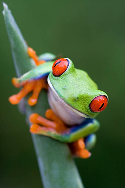 istock Red-eyed Tree Frog Looking at You 108199318