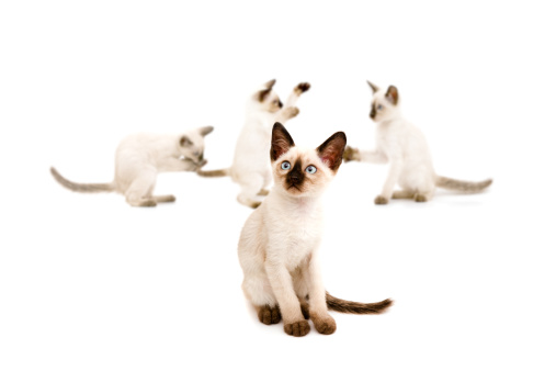 domestic Siamese kitten