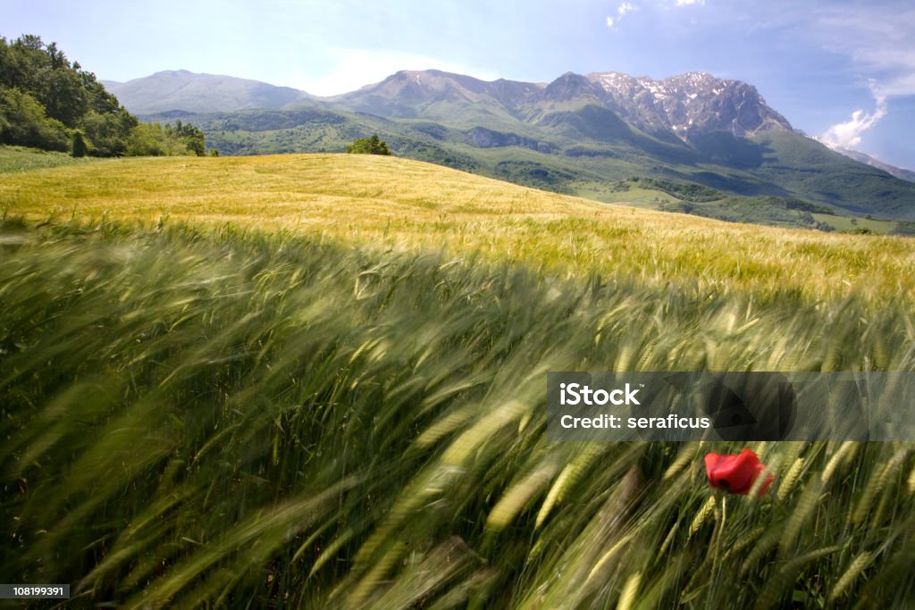 Papavero in un campo di grano - Foto stock royalty-free di Vento