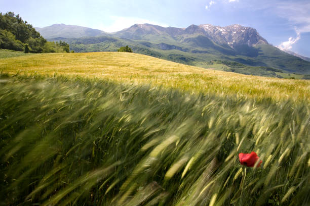 papoila em um campo de trigo - field poppy single flower flower imagens e fotografias de stock