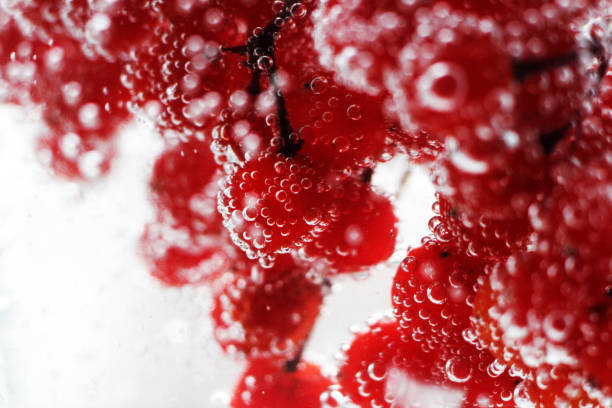 istock Viburnum berries under water, drops very close 1081993910