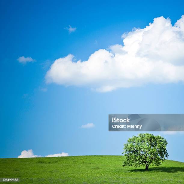 Inizio Dellestate - Fotografie stock e altre immagini di Albero - Albero, Albero solitario, Ambientazione esterna