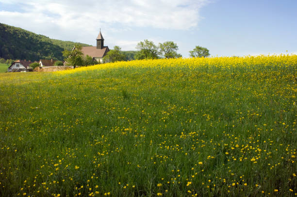 A bright yellow canola field in the Willamette Valley, Oregon.
