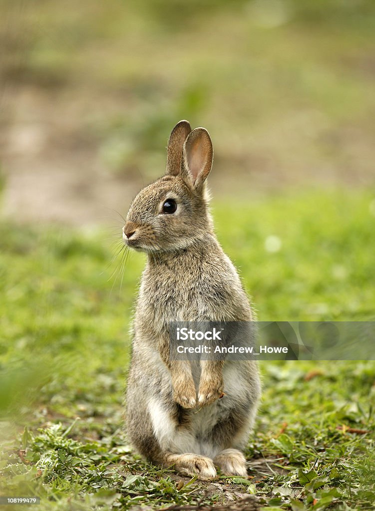 Wild Rabbit Stock Photo - Download Image Now - Rabbit - Animal, Animals In  The Wild, Animal - iStock