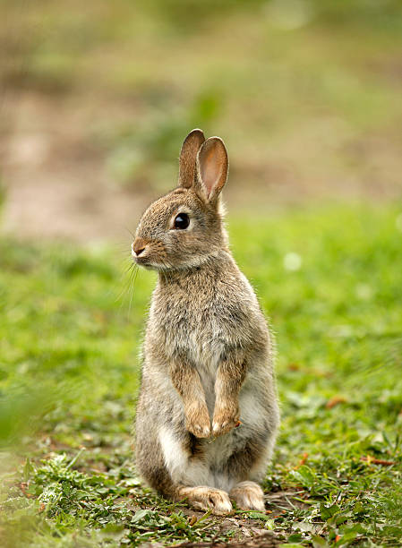 Wild Rabbit (Oryctolagus cuniculus)  good posture photos stock pictures, royalty-free photos & images