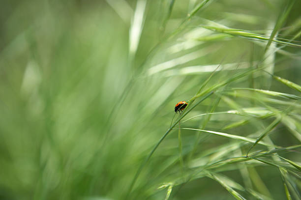 marienkäfer - - ladybug wheat nature insect stock-fotos und bilder