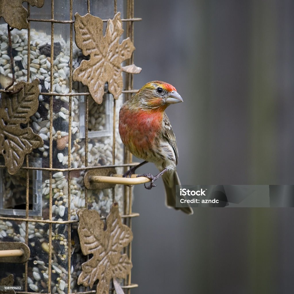 Mâle Roselin familier assis sur la Mangeoire à oiseaux - Photo de Animal mâle libre de droits