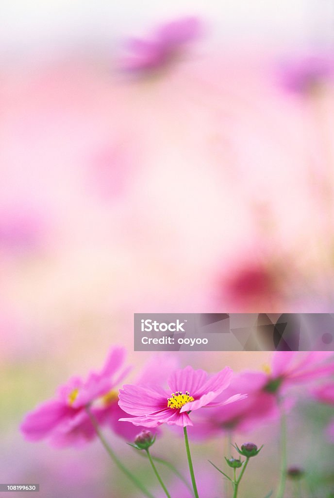 Cosmea - Foto stock royalty-free di Autunno