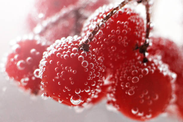 istock Viburnum berries under water, drops very close 1081996680