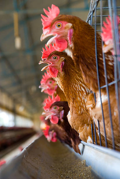 Chickens in a cage at a poultry farm