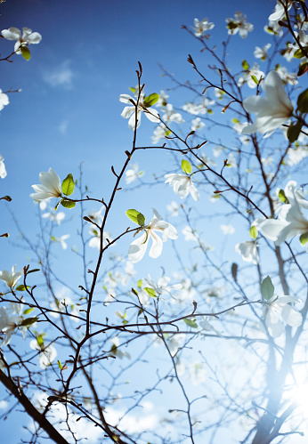 Magnolia in spring time