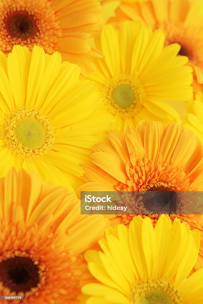 Flores Gerbra fundo - Foto de stock de Amarelo royalty-free