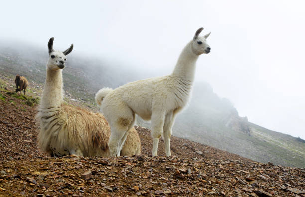 istock White Llama (lama glama) in mountain landscape. 1081997864