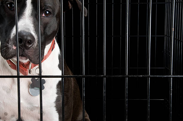 istock Sad Dog Waiting in Kennel 108199823