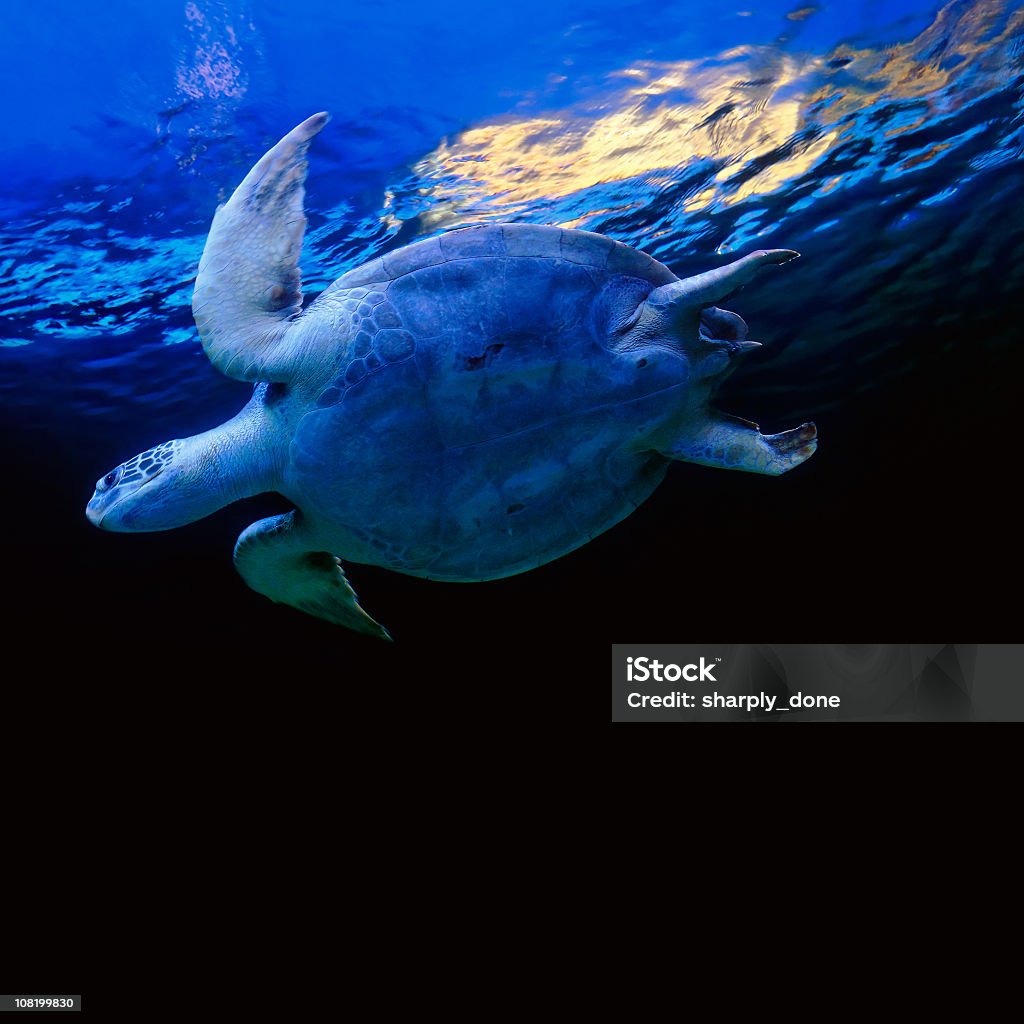Tortuga de mar - Foto de stock de Animal libre de derechos
