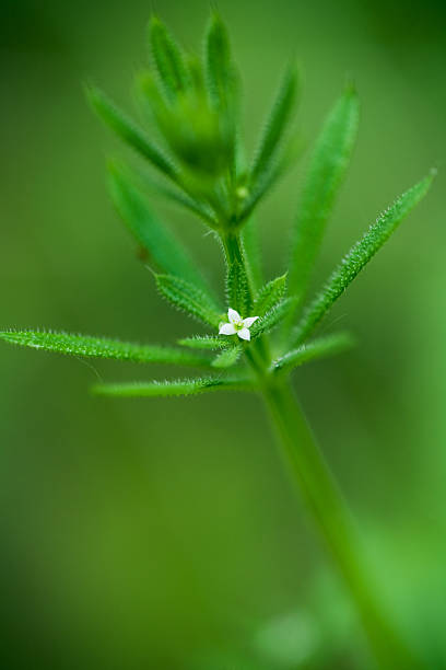 Close up of a small blue lobelia flower bending down with water droplets on its petals.