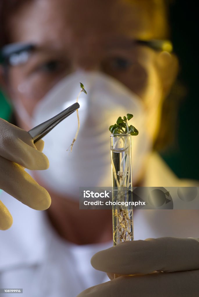 Wissenschaftler Putting-Setzlinge in Reagenzglas - Lizenzfrei Biochemie Stock-Foto