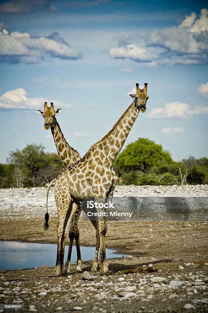 Giraffe namibiano - Foto stock royalty-free di Parco Nazionale dell'Etosha