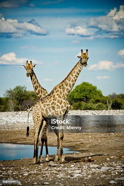 Giraffe Namibiano - Fotografie stock e altre immagini di Parco Nazionale dell'Etosha - Parco Nazionale dell'Etosha, Acqua stagnante, Africa