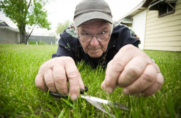A crazy old man cuts his grass with a pair of scissors.