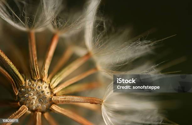 Foto de Ode Ao Sol e mais fotos de stock de Ampliação - Ampliação, Botânica - Assunto, Abstrato