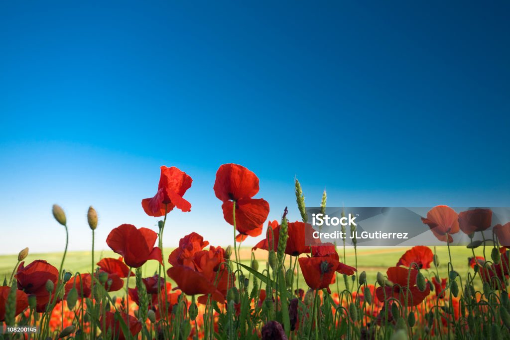 레드 Poppies - 로열티 프리 0명 스톡 사진