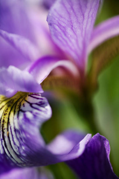 istock Close-Up of Blue Flag Iris Flower Petals 108200236