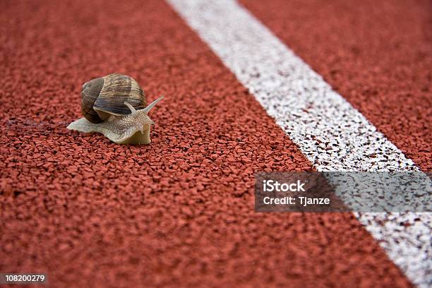 Caracol - Fotografias de stock e mais imagens de Caracol - Gastrópode - Caracol - Gastrópode, Correr, Concha - Parte do corpo animal