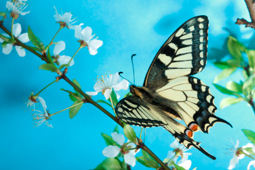 butterfly on blue background (Papilio machaon; Swallowtail)