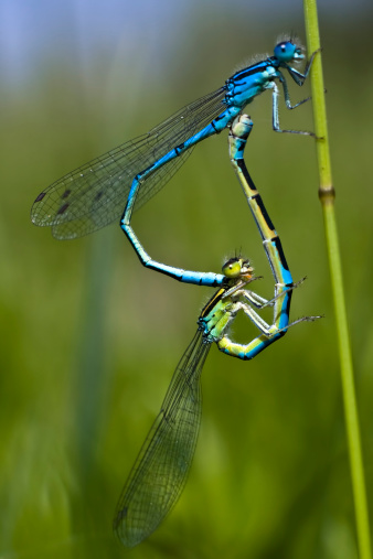 macro of a dragonfly that caught a mosquito