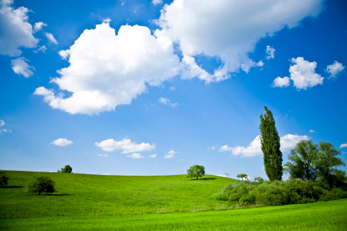 beautiful summer landscape with green grass and trees.