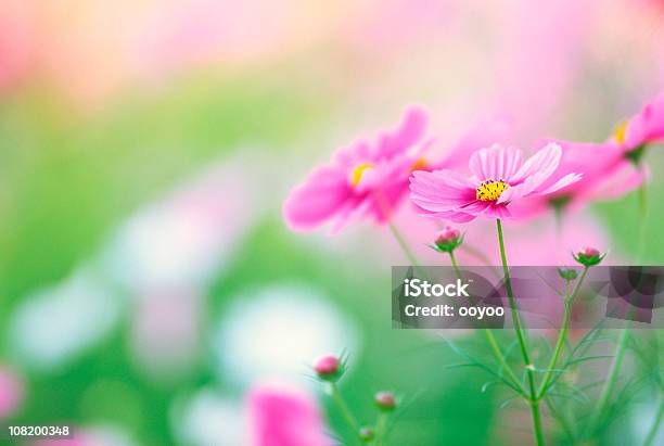 코스모스 가을에 대한 스톡 사진 및 기타 이미지 - 가을, 꽃-식물, 코스모스