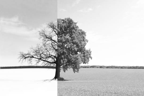istock Black and white photo with lonely tree 1082003574