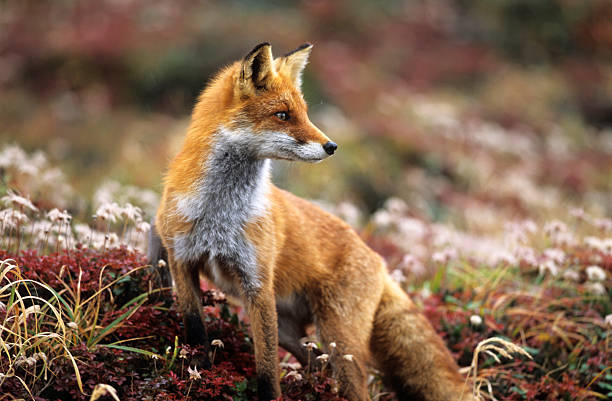 fox di montagna in un autunno - volpe foto e immagini stock
